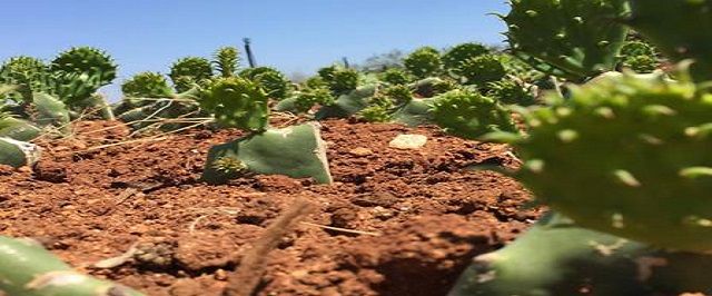 Dia de Campo: Prefeitura lança Programa Campo Forte e oferta capacitação para produtores rurais