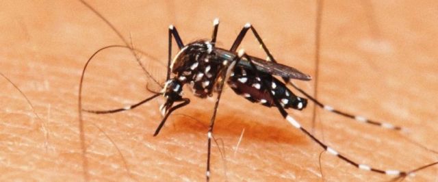 Estudo sugere que dengue pode dar alguma imunidade contra a Covid.