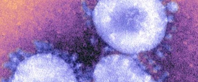 Anticorpo que neutraliza o novo coronavírus é identificado por cientistas em testes de laboratório