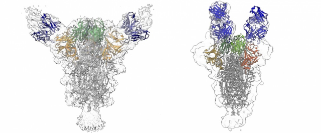 Cientistas identificam mais anticorpos capazes de neutralizar o vírus da Covid-19
