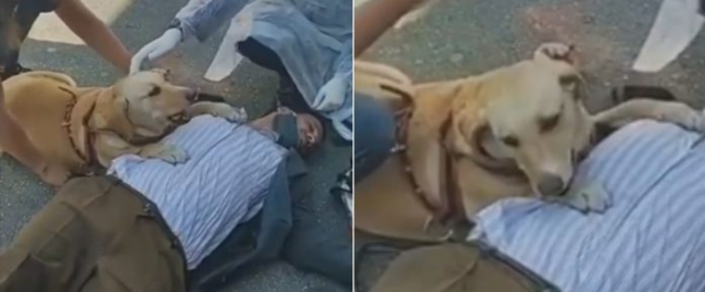 Cachorrinha não sai do lado de dono cego que desmaiou; vídeo comovente viralizou