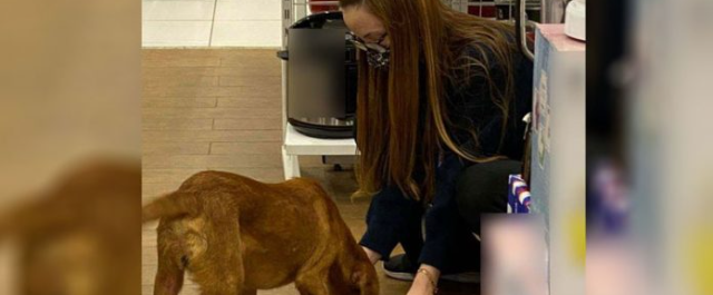 Mulher doa a própria marmita a cão faminto e foto viraliza