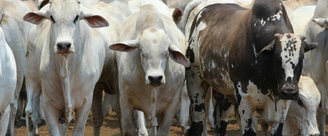 Pecuária - Com leve alta após 2 anos, Brasil segue com mais gado do que pessoas