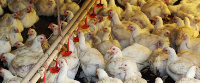Mais de 1 milhão de galinhas morrem por causa do calor intenso