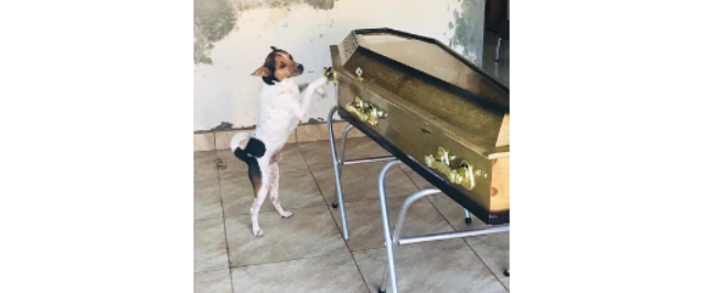 Cachorro chora e acompanha velório da tutora ao lado do caixão em Camaçari, na Bahia: "Ela o tinha como um filho"