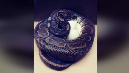Cobra píton de 62 anos bota ovo mesmo sem ter contato com macho há 15 anos