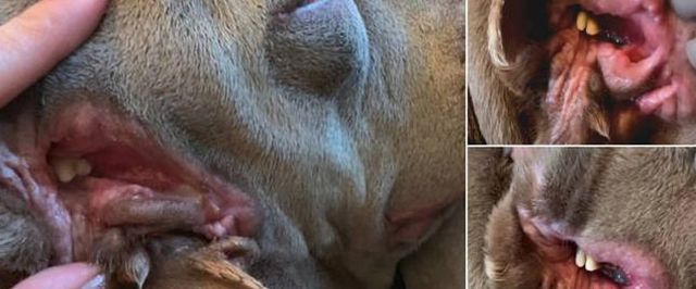 Cachorra nasce com boca extra na orelha e impressiona veterinários